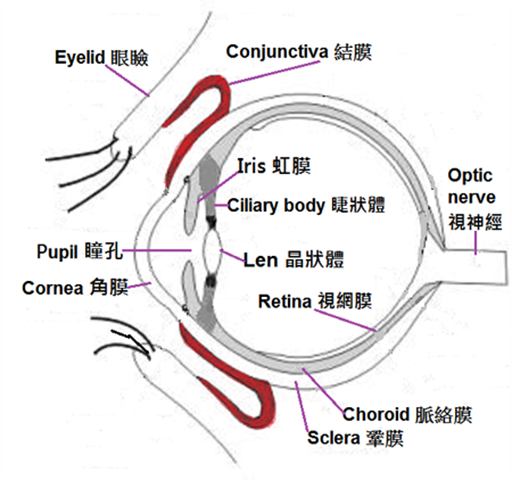 現代醫學的眼睛解構